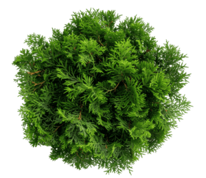 Cedar