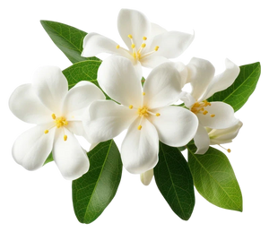 Jasmine