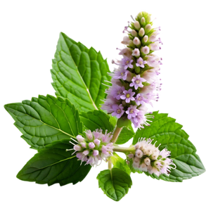 Patchouli