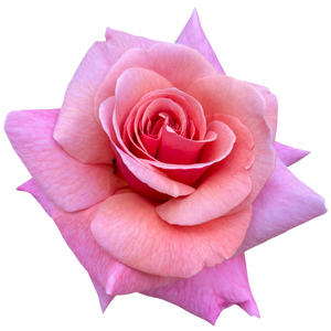 Turkish Rose
