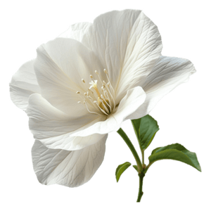 White Musk