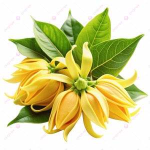 Ylang-Ylang